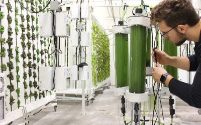 Photograph of Permabioreactor Prototype, Growth Check